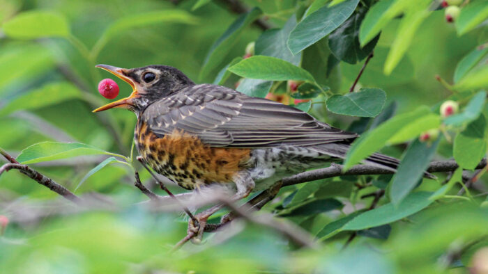 bird eating berry in a tree