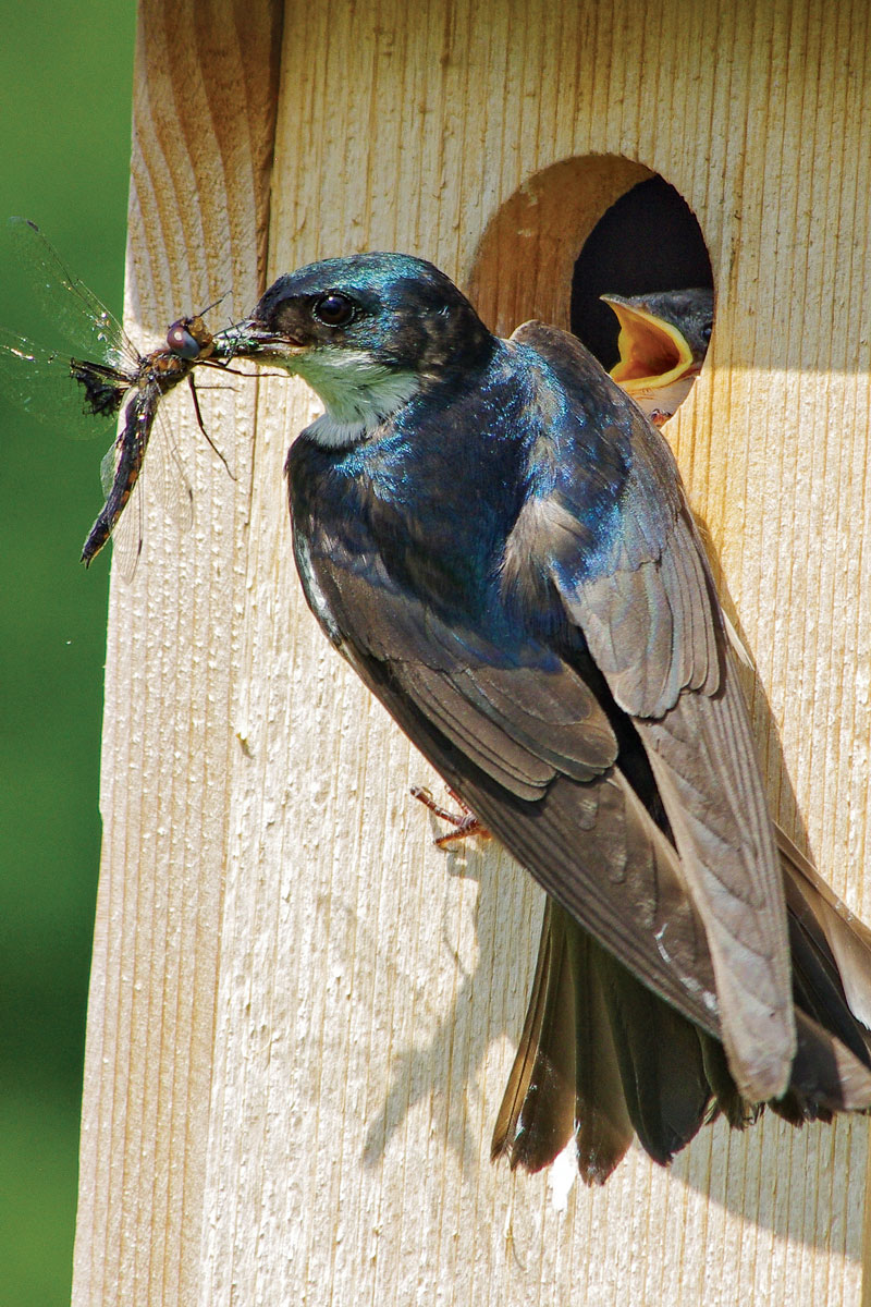 bird feeding baby bird in bird house