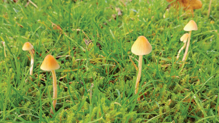 fungi in a lawn