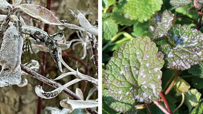 powdery mildew