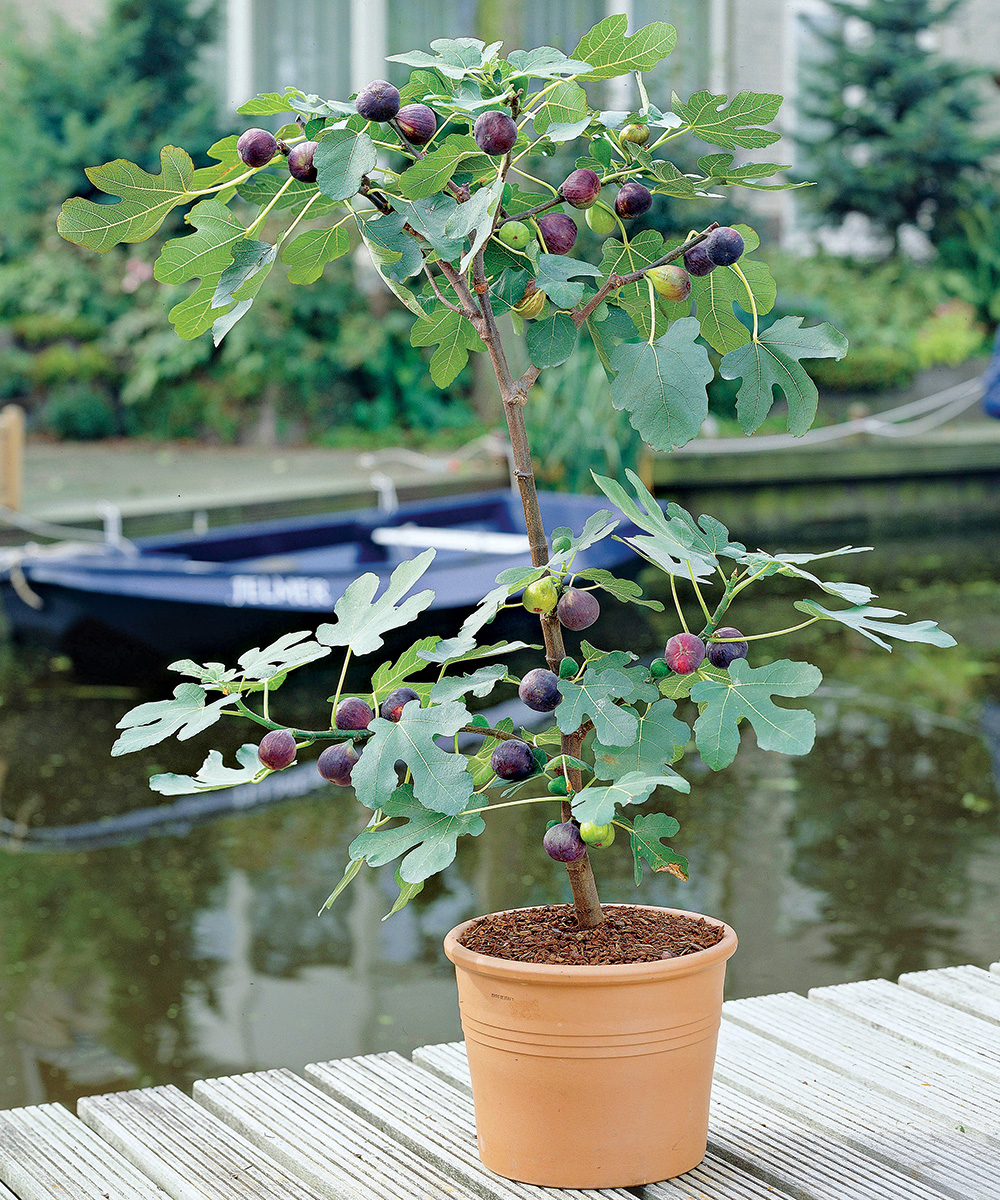 Fig tree store in pot