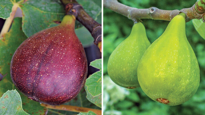 fig varieties to grow