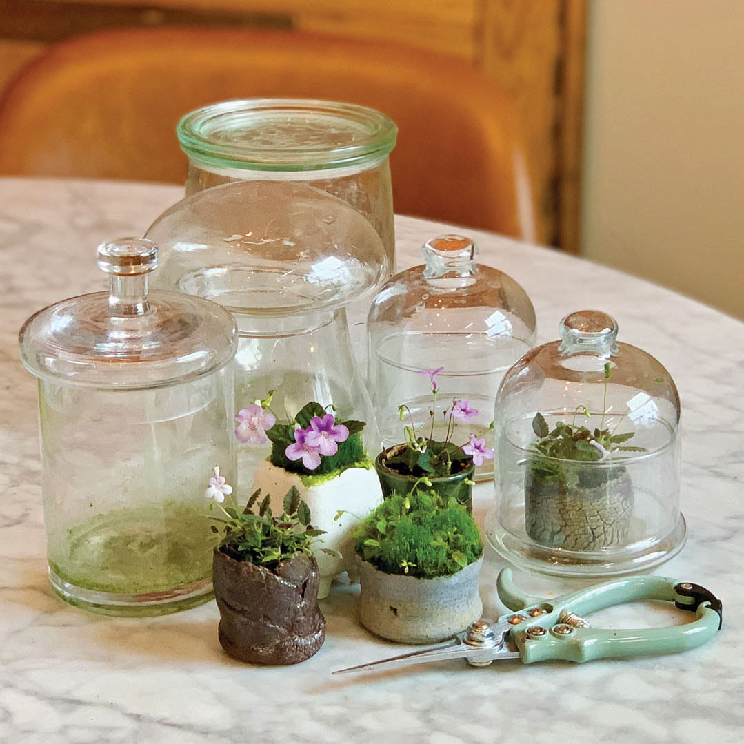 Terrarium Plant Set - 3 Houseplants 