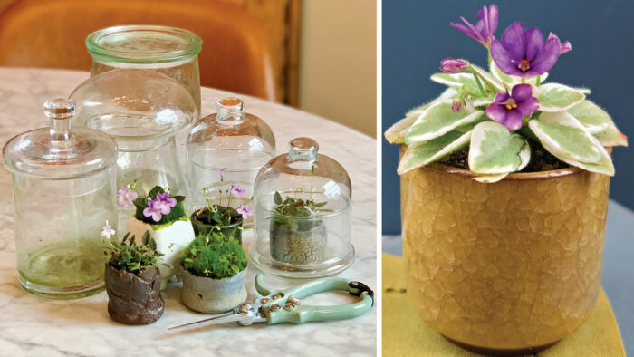 Petite Houseplants for Any Home