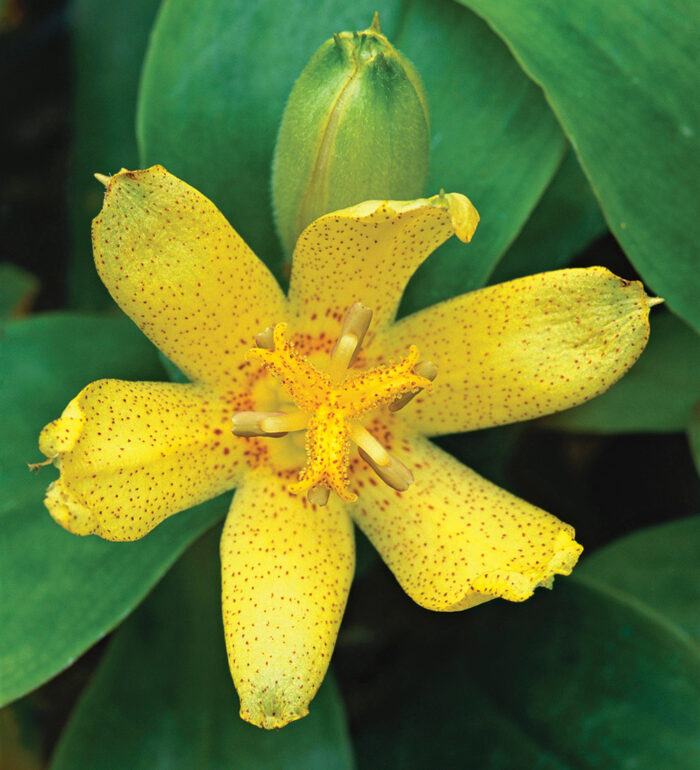 Ohsumi toad lily