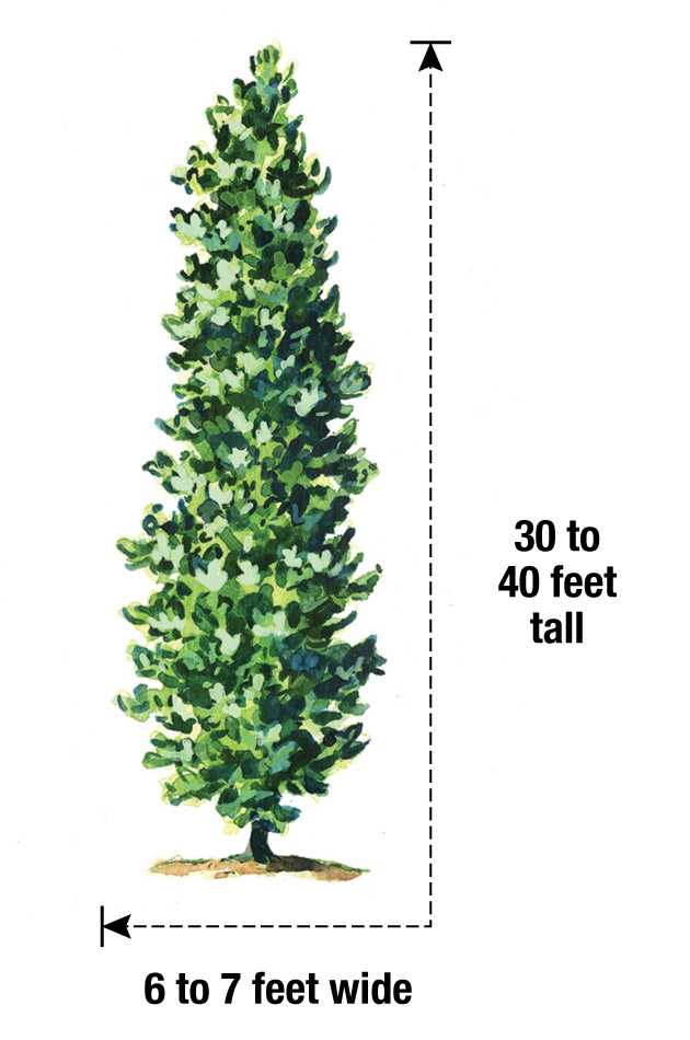 The Three-Legged Spanish Oak – Tree of the year