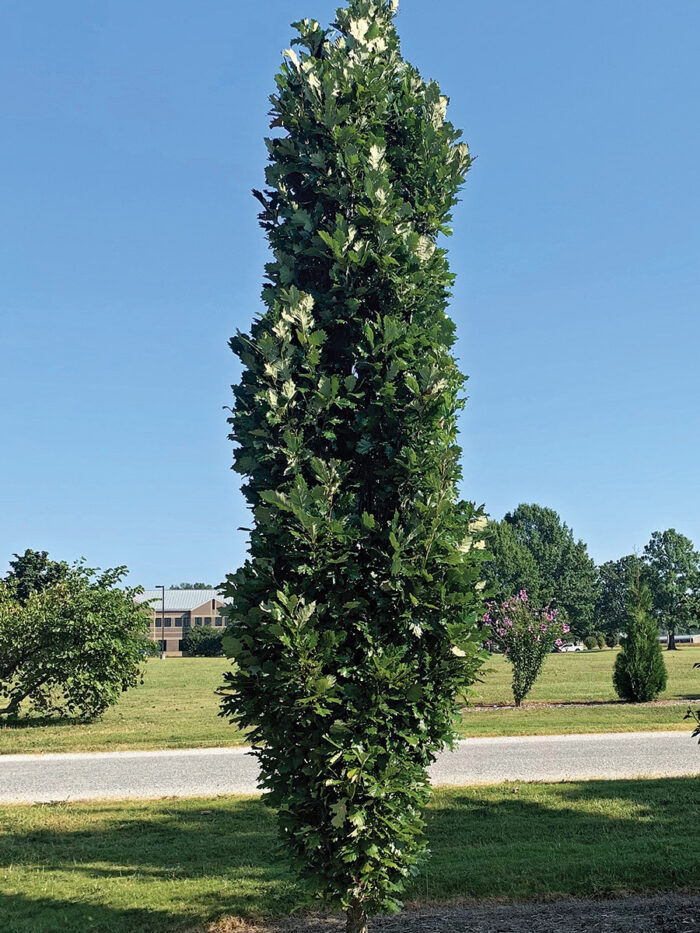 The Three-Legged Spanish Oak – Tree of the year