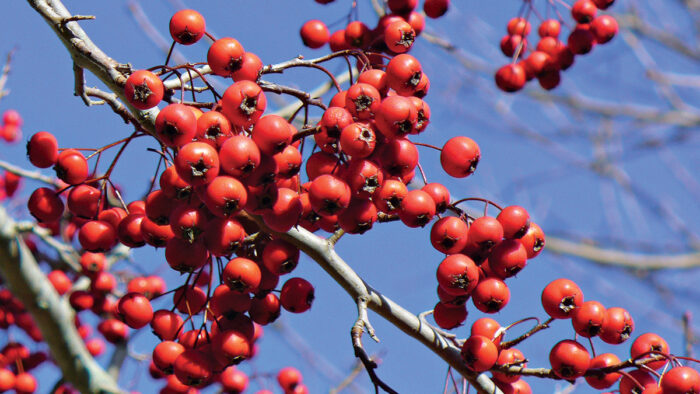 Winter King Green Hawthorn