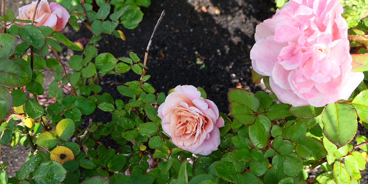 https://images.finegardening.com/app/uploads/2021/08/10181234/RGNW-JULY-susan.calhoun-distant-drums-bloom.jpg