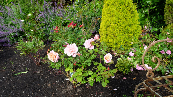 pink flowers in a garden