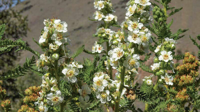 Fernbush