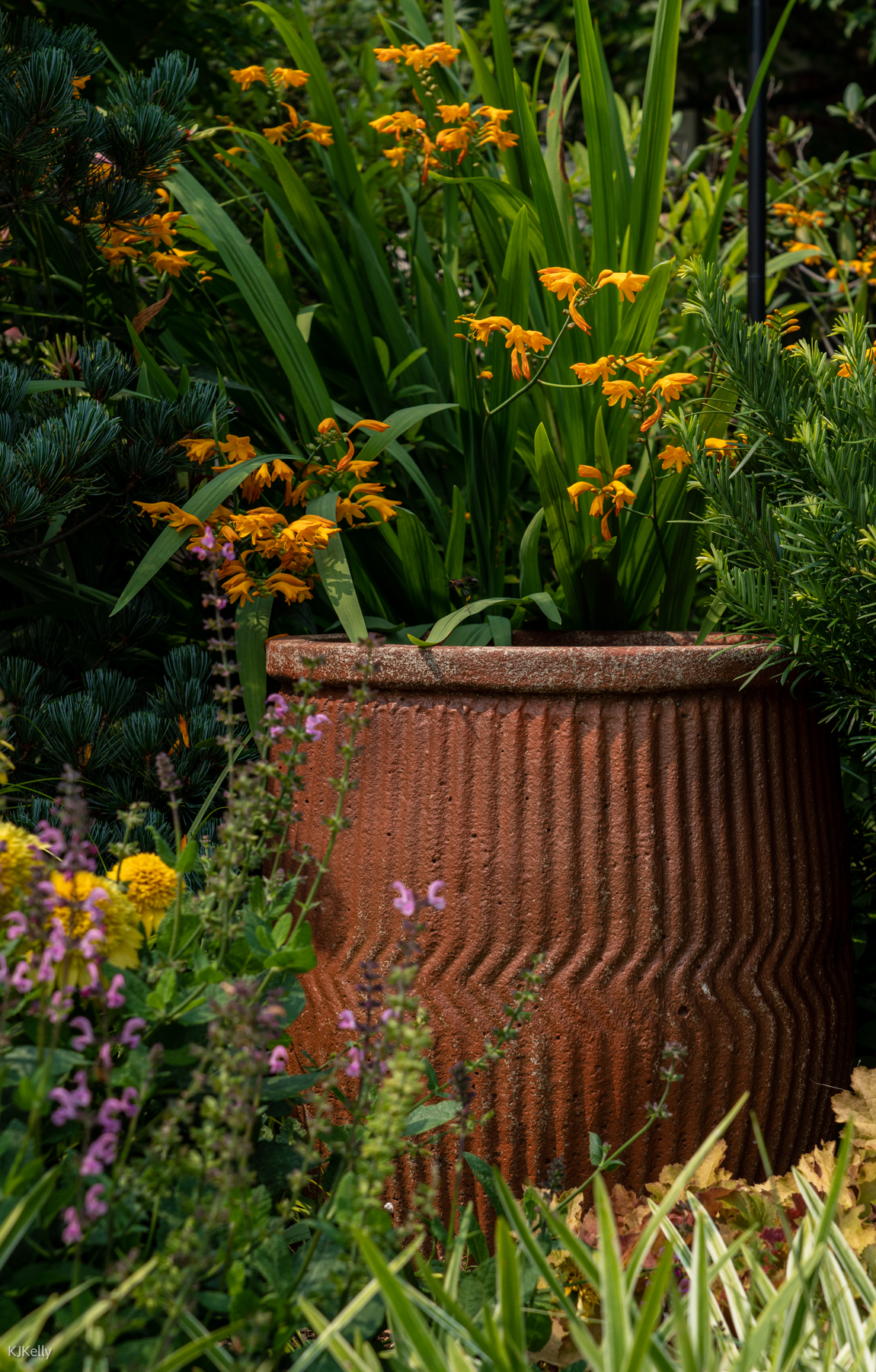 big dark red container surrounded by perennials