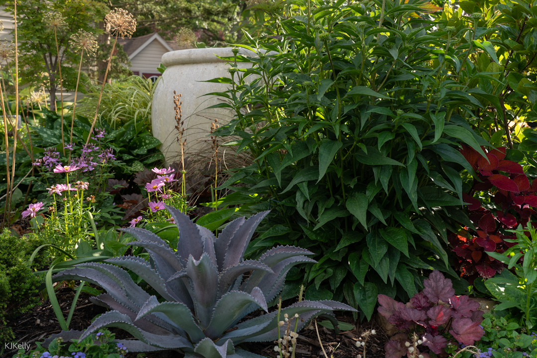 dark purple agave in front of large pot