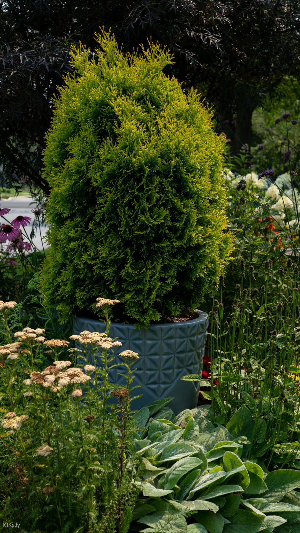 evergreen shrub in a blue container