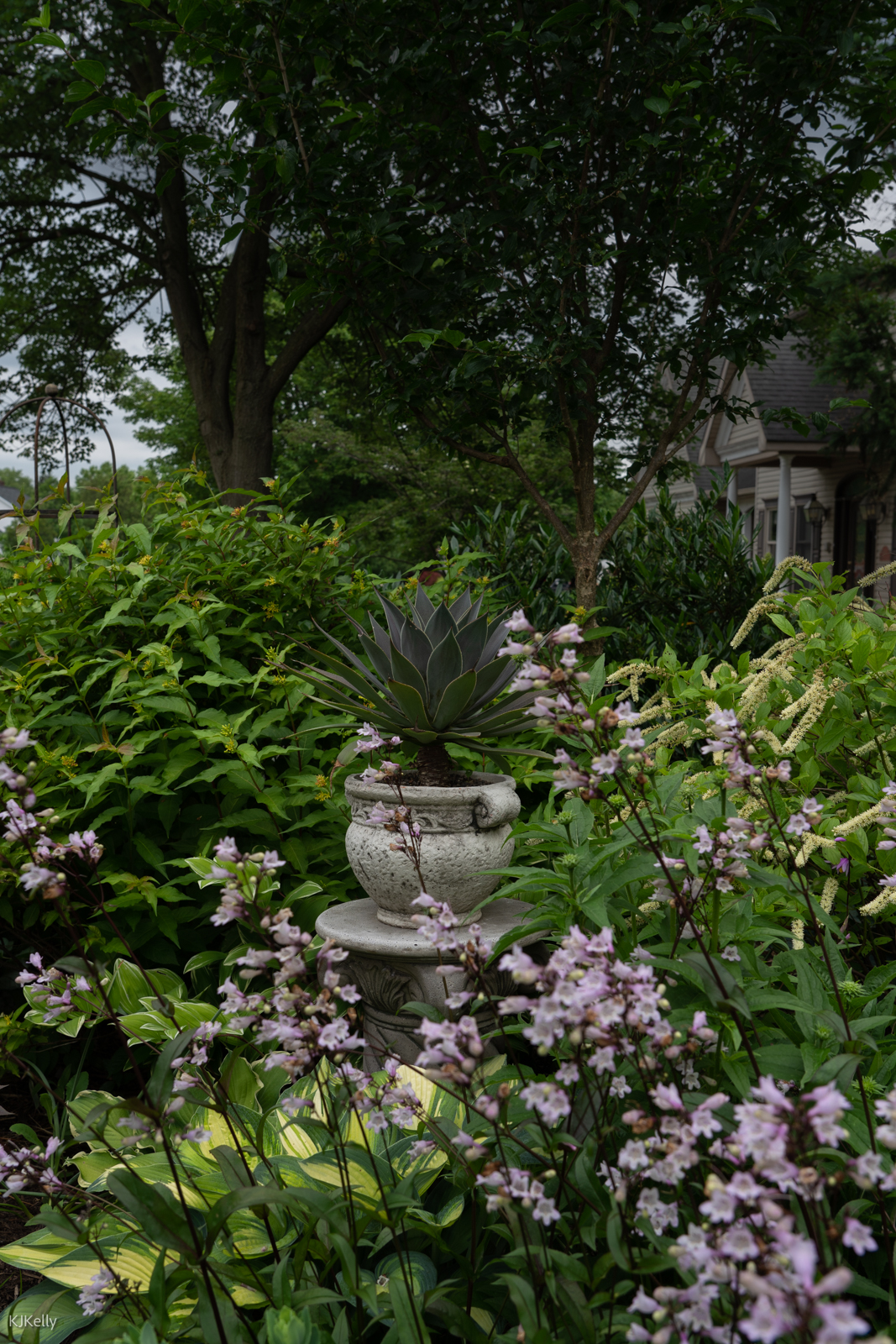 purple flowers with hostas