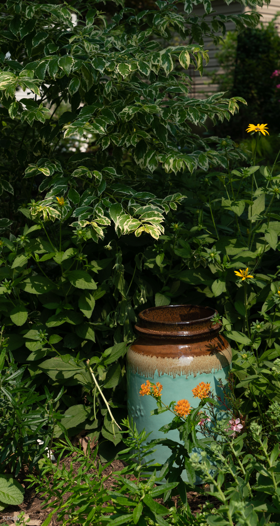 variegated foliage plant above a blue and brown container