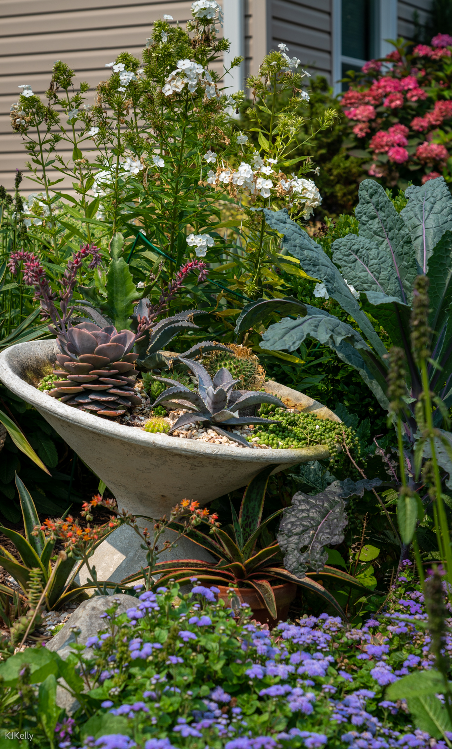 succulents in a elevated bowl surrounded by plants