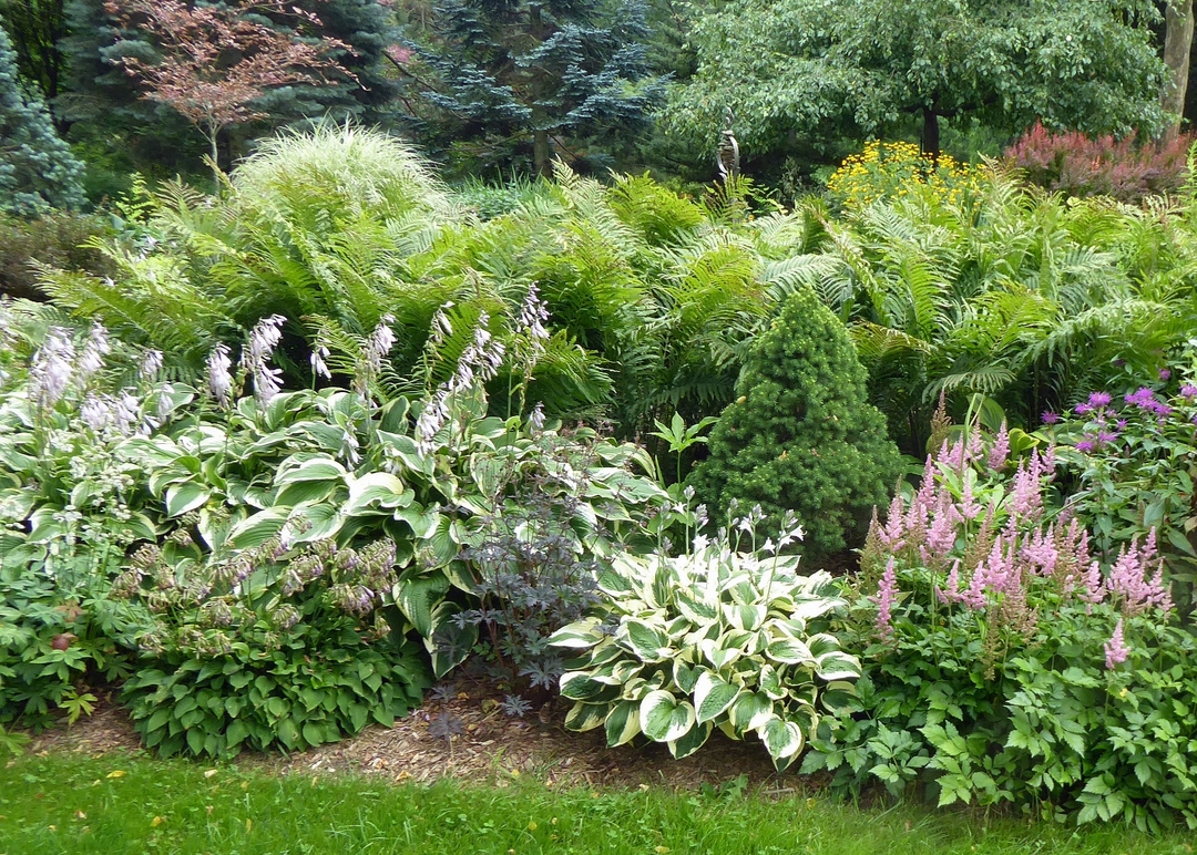 small conifer amongst various perennials