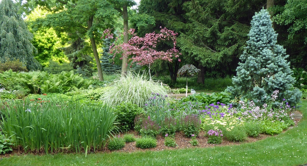 blue conifer at the end of a garden bed