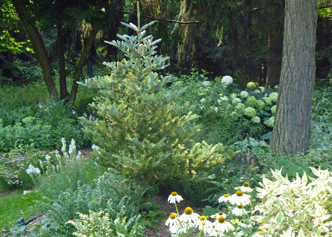 conifer surrounded by plants with white flowers