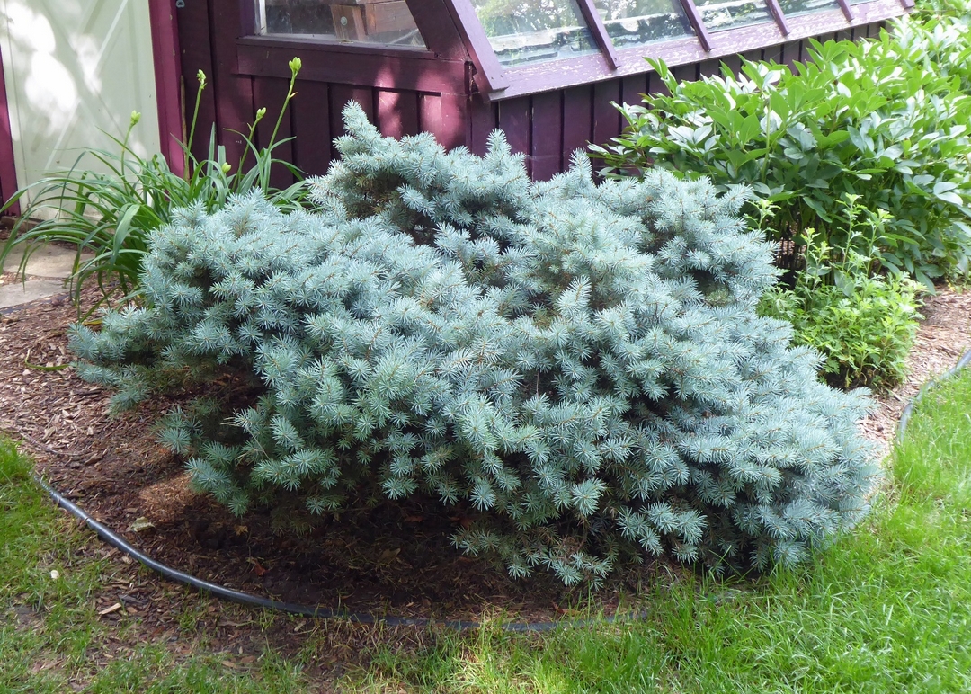 Conifers in Dale's Garden - FineGardening