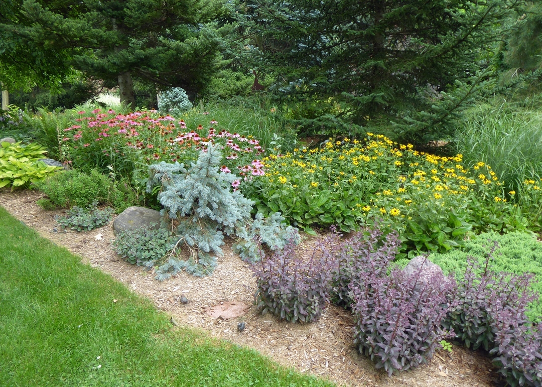 small blue spruce in front of garden bed