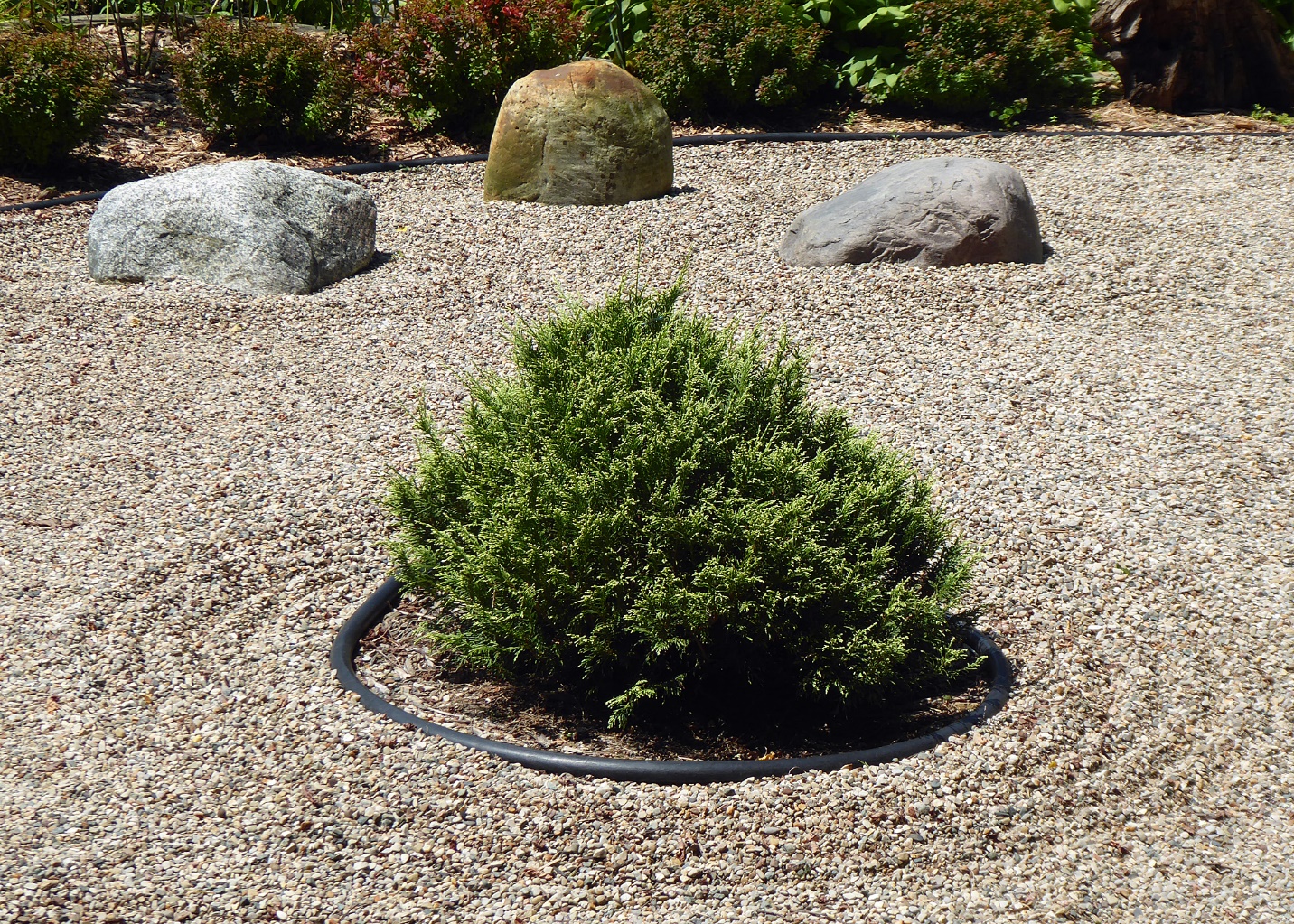 conifer in a zen garden