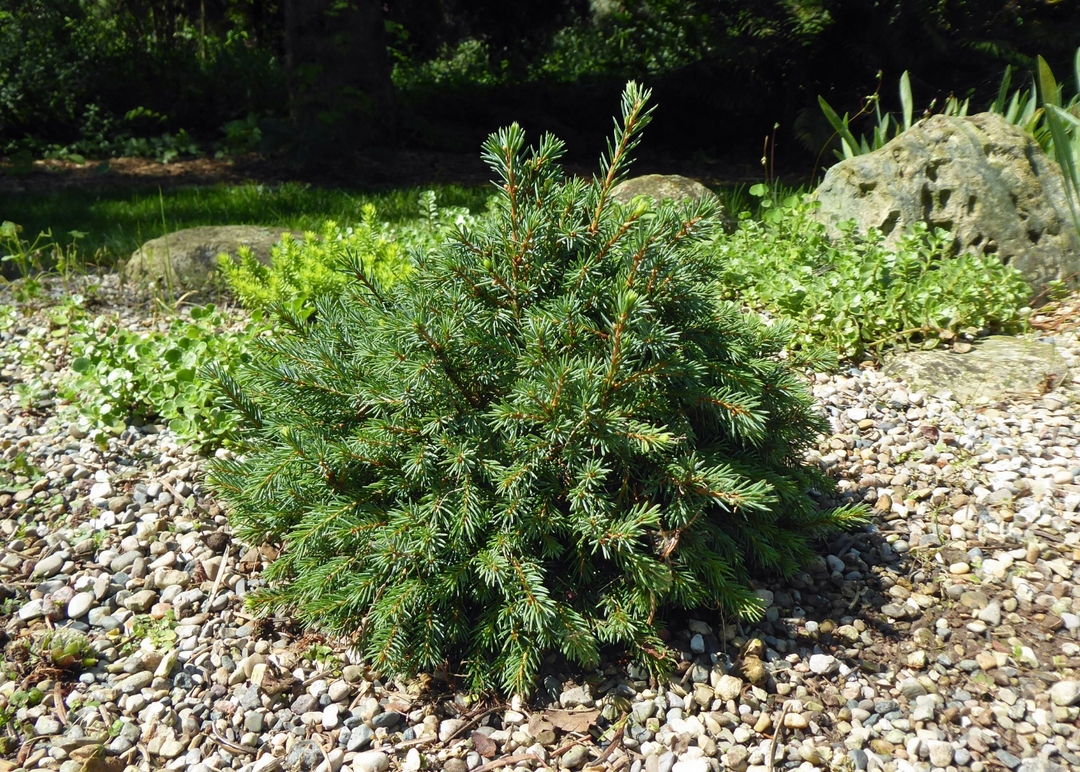 tiny conifer in gravel