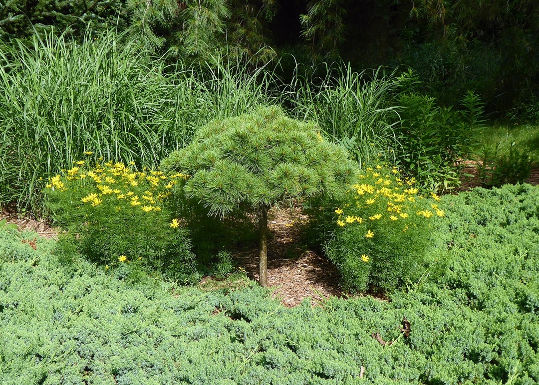 dwarf pine tree next to plants with yellow flowers