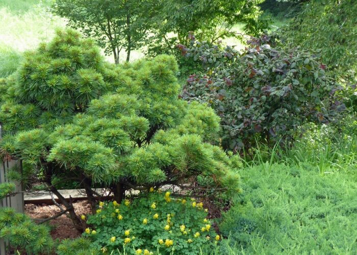 How to Attach a Stick to a Pine Cone - The Fabulous Garden