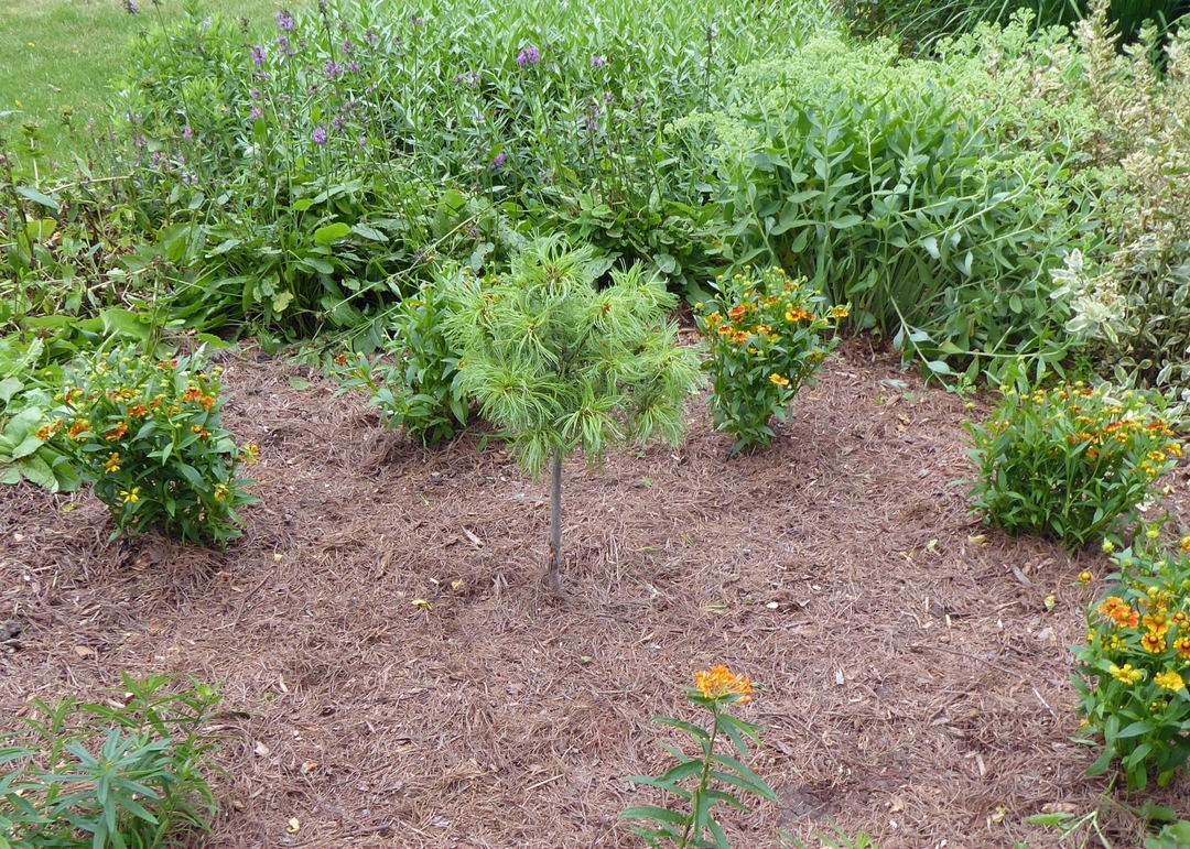 tiny white pine recently planted