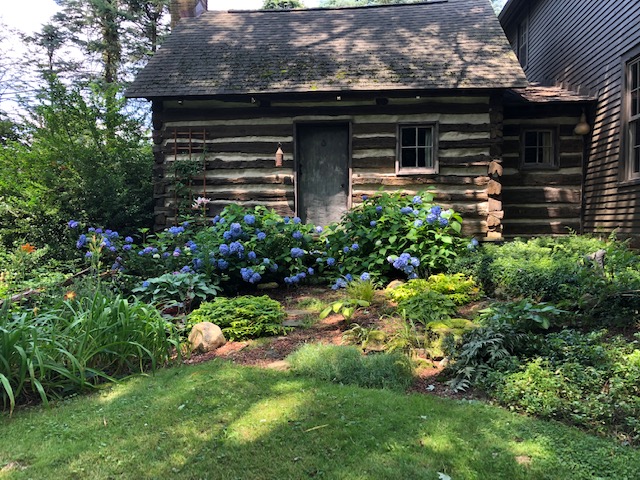 hydrangeas in front of old log cabin