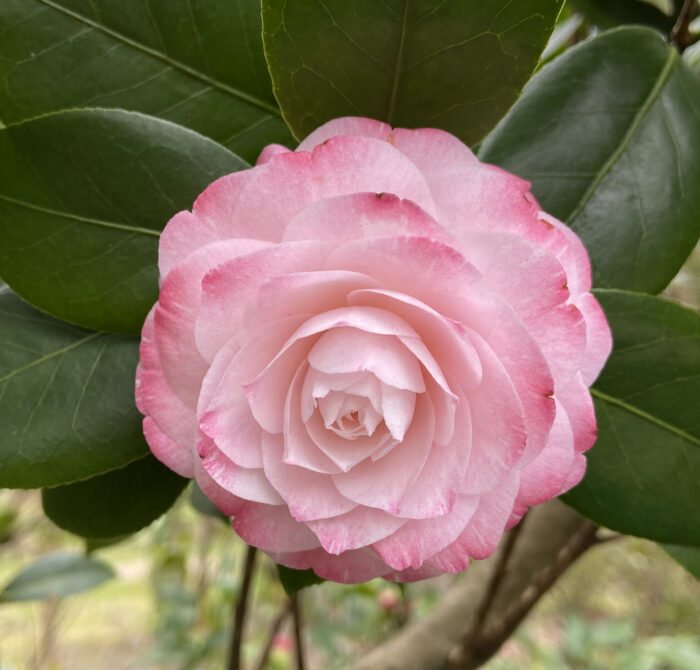 light pink camellia with dark pink edges