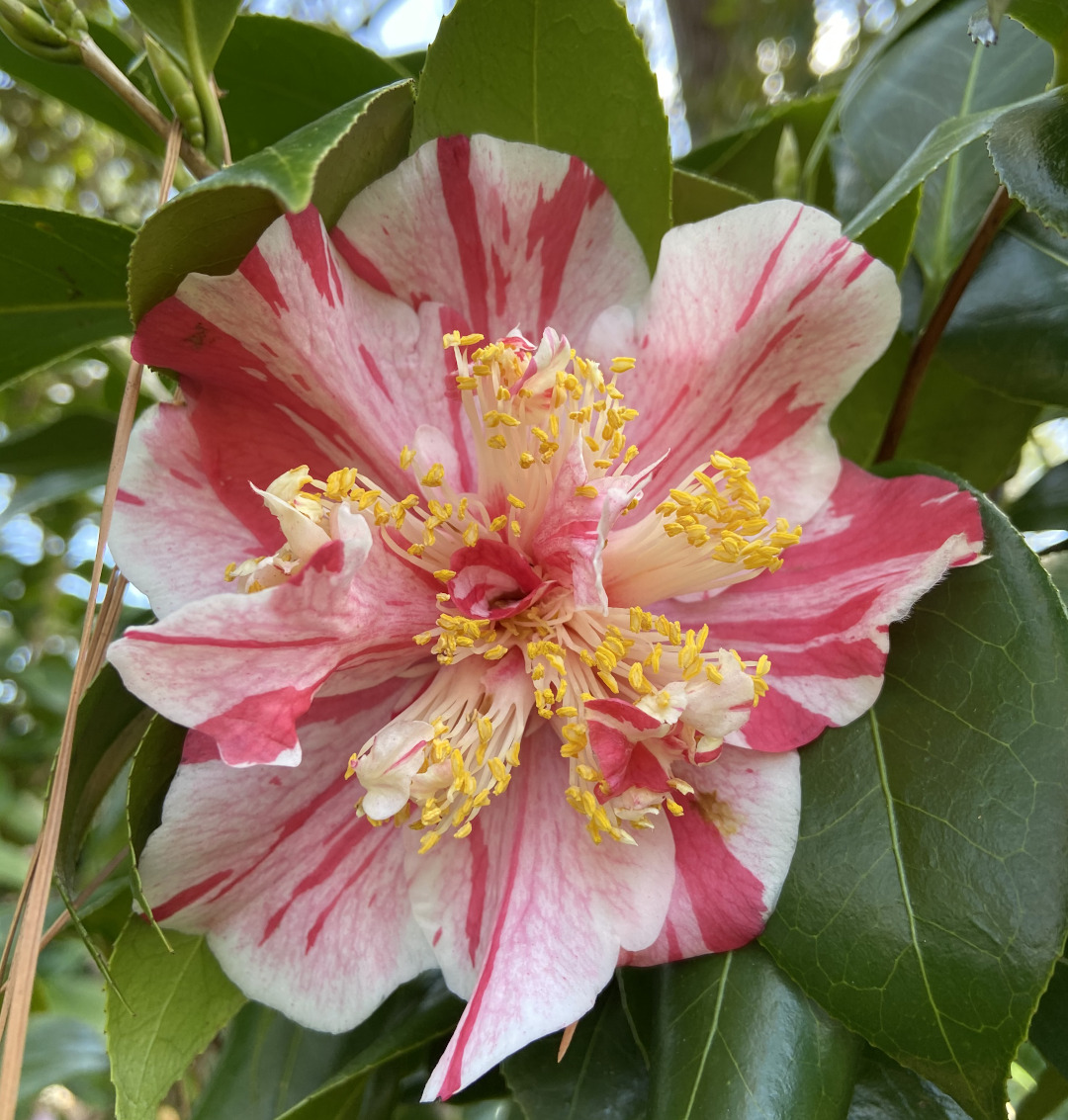 red and white camellia