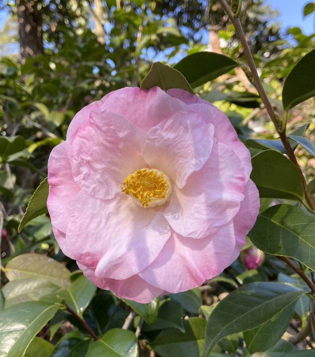 light pink camellia bloom