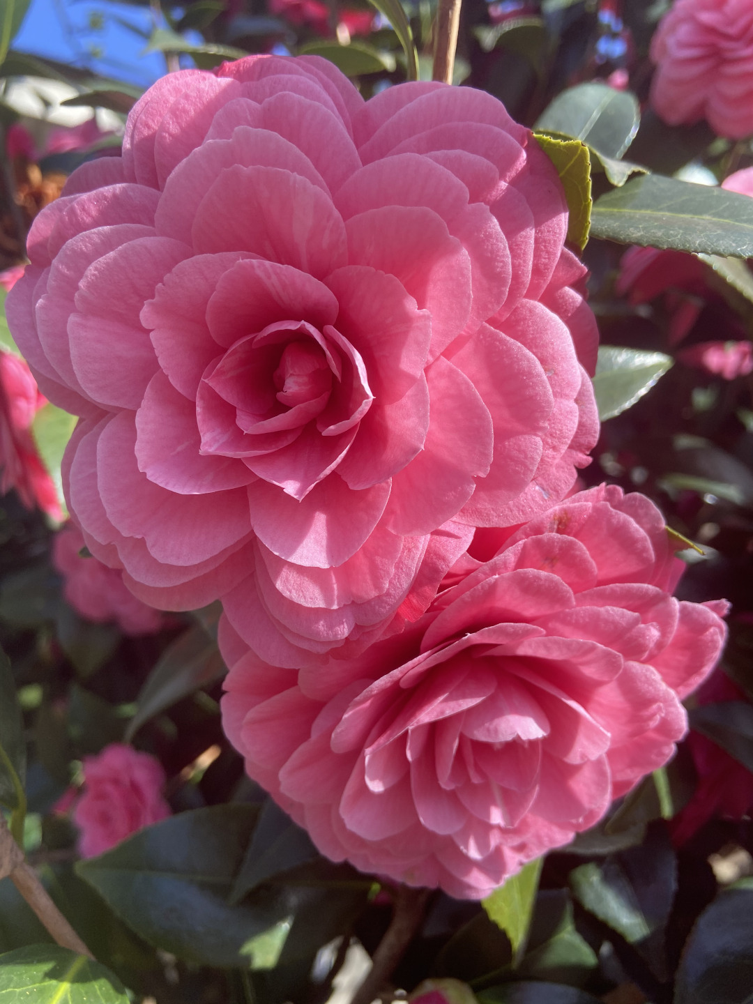 pink pink camellias