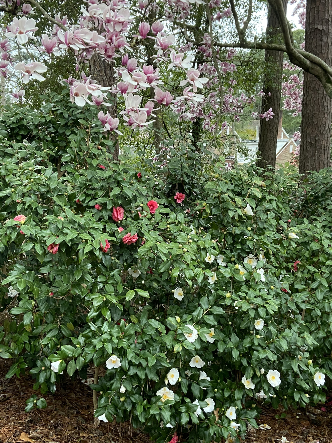 white and pink camellias