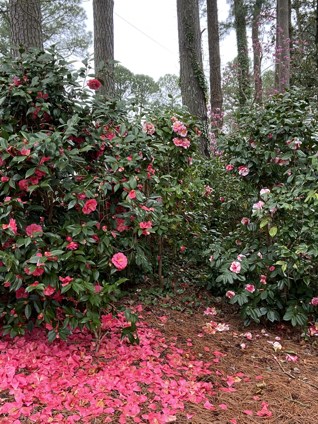 camellias with petals on the ground