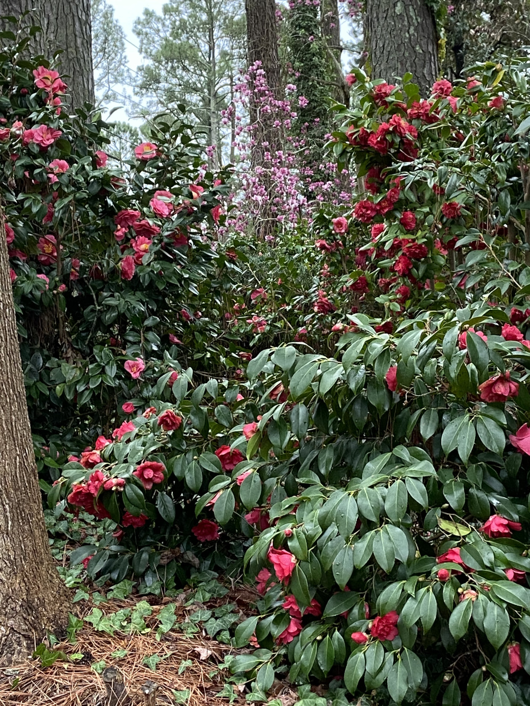 trees and camellias