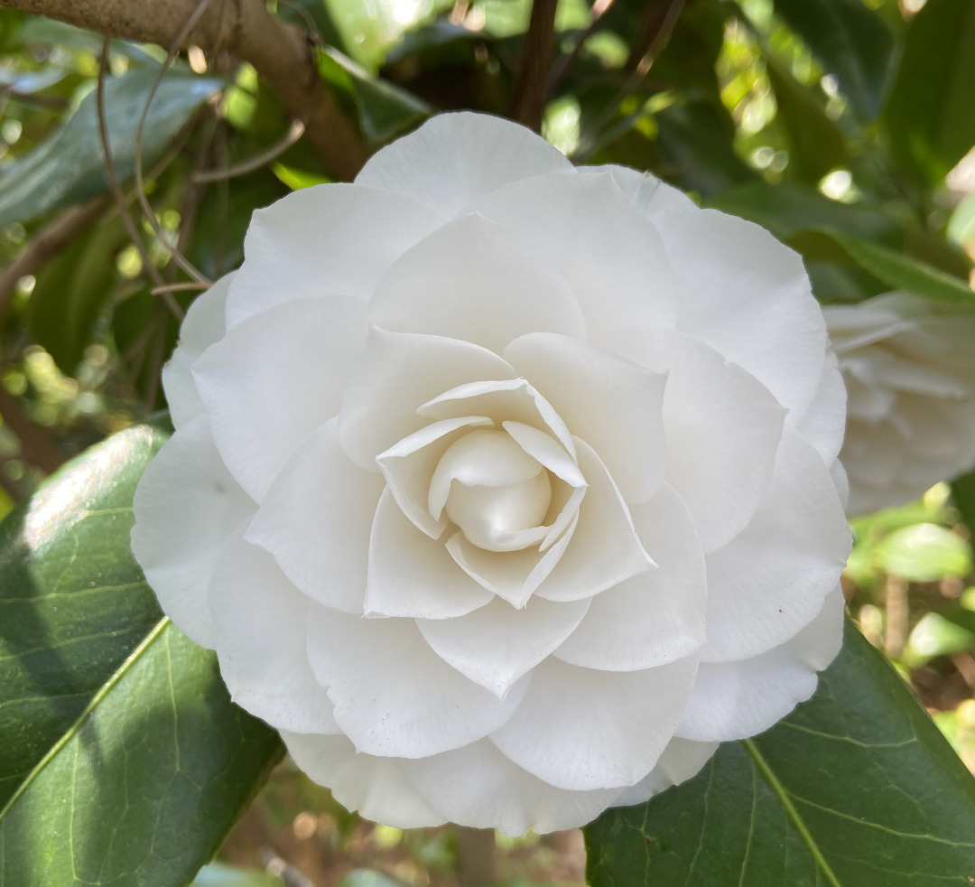 white camellia