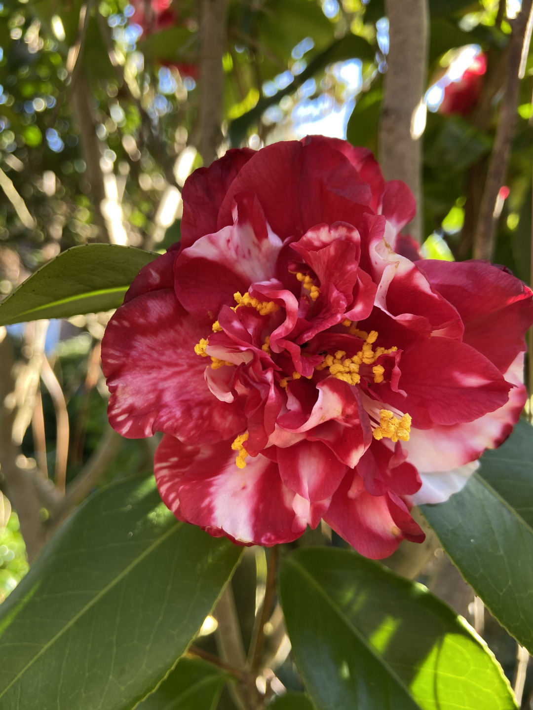 red and white camellia