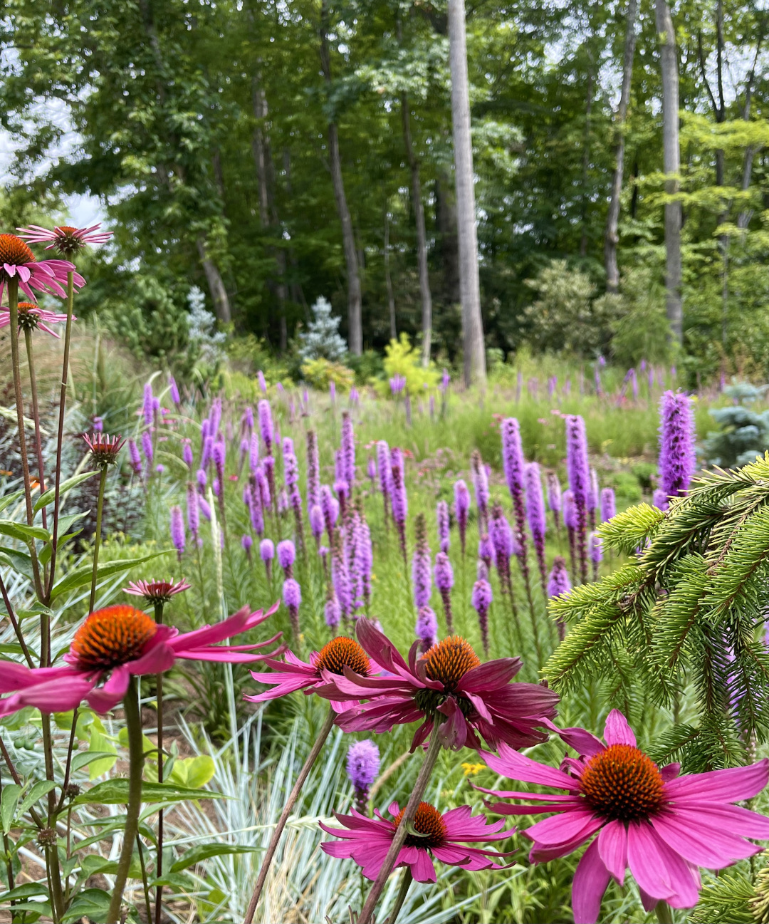 pink flowers in front of purple flowers