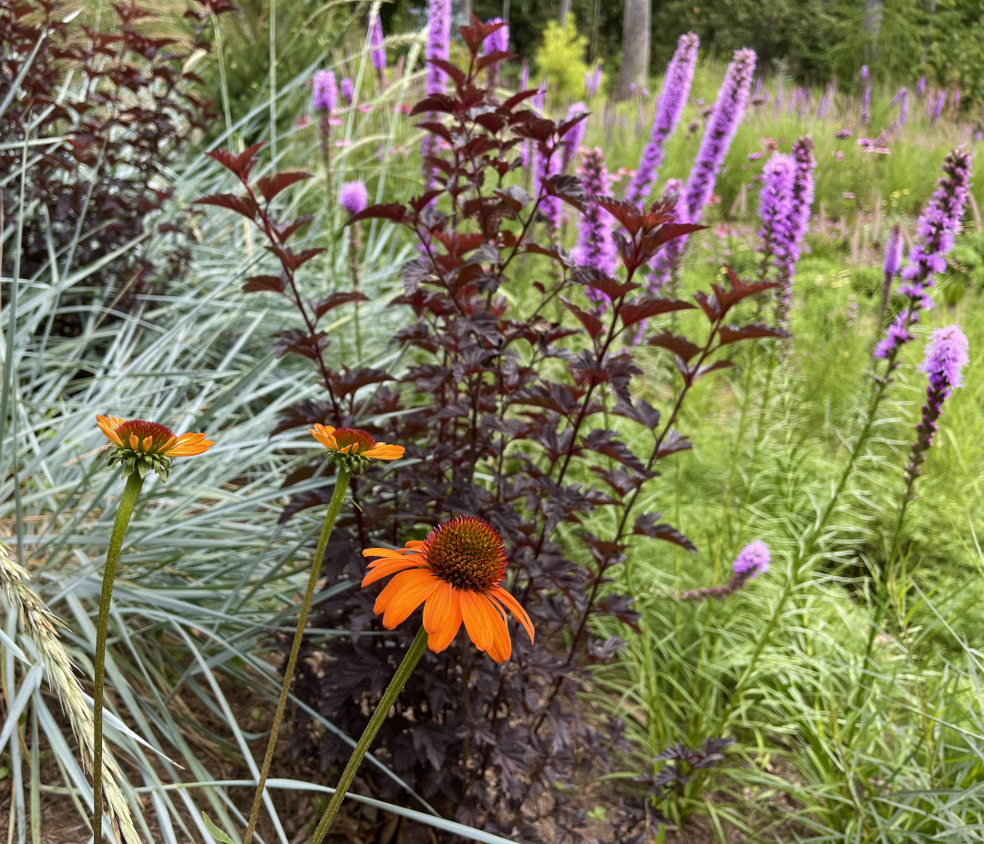 orange coneflower in front of ninebark