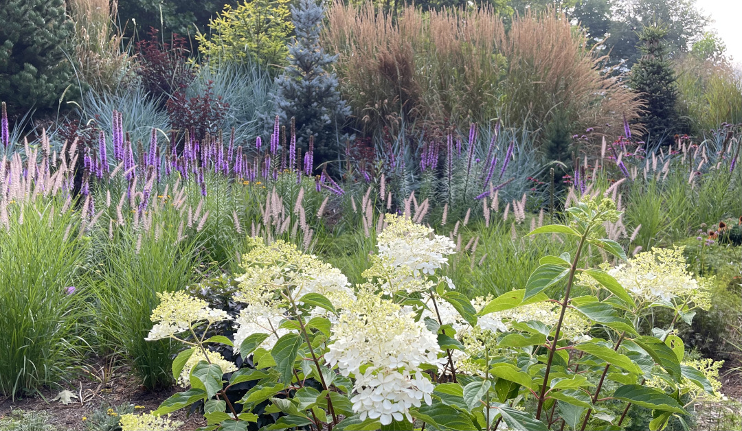 hydrangea in front of ornamental grasses