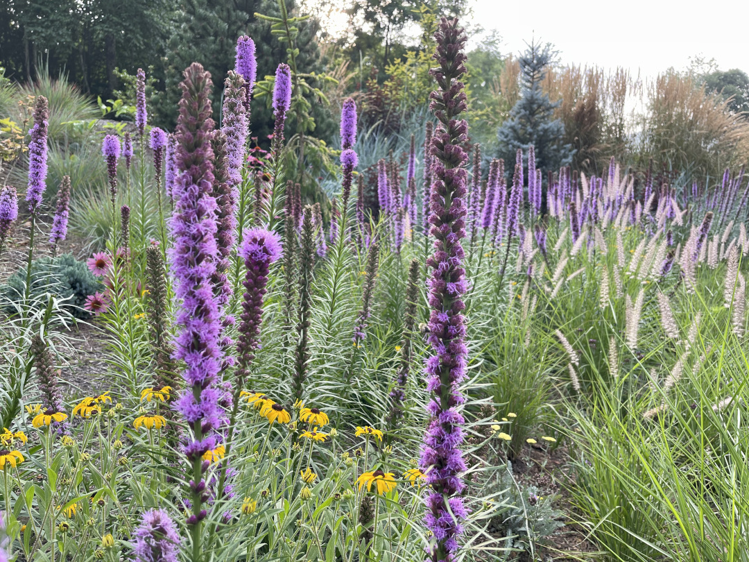 purple and yellow flowers