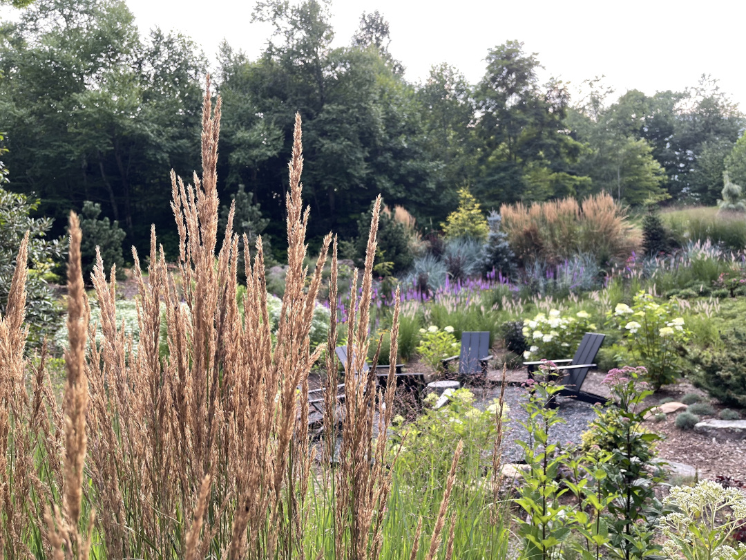 ornamental grass with full garden behind