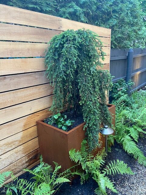 narrow container with conifer against a wooden wall