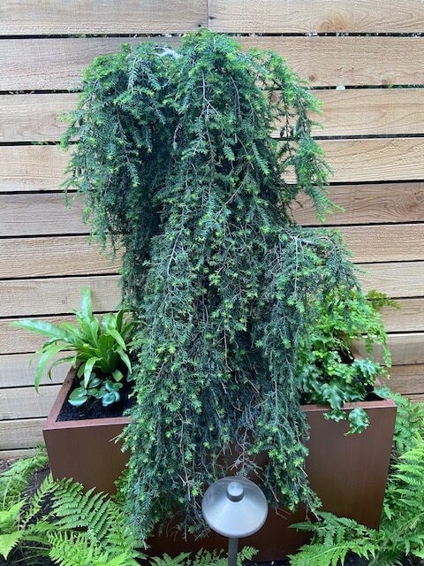 close look at container with conifer