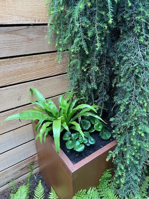 Bird’s nest fern in a container