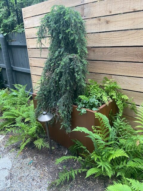 ferns surrounding the container planting